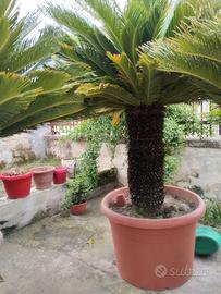 cycas per giardino