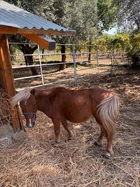 Minipony maschio 87 cm