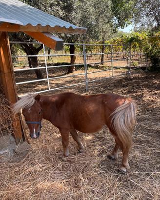 Minipony maschio 87 cm