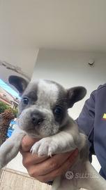Cucciolo Bulldog Francese