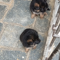 Pastore tedesco cuccioli