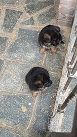 Pastore tedesco cuccioli