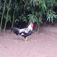 Gallo e gallina di Livorno argentato