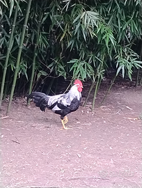 Gallo e gallina di Livorno argentato