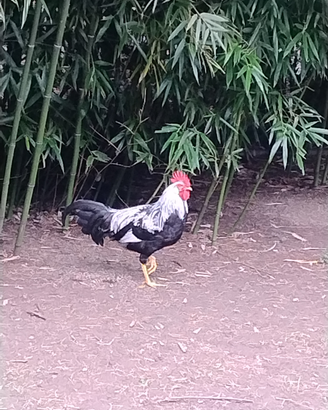 Gallo e gallina di Livorno argentato