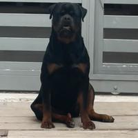 Rottweiler accoppiamento monta