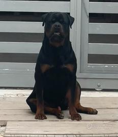 Rottweiler accoppiamento monta
