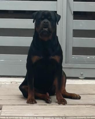 Rottweiler accoppiamento monta