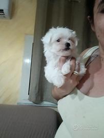 Maltese mini toy maschietto