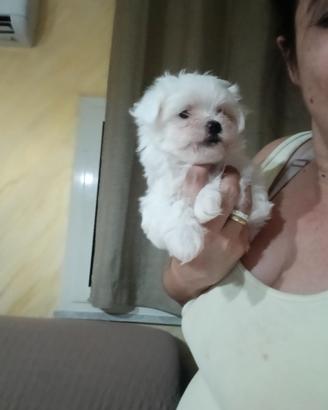 Maltese mini toy maschietto