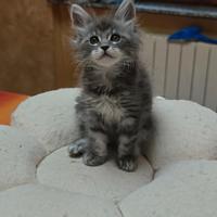 Maine Coon piccole femminucce