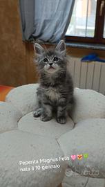 Maine Coon piccole femminucce