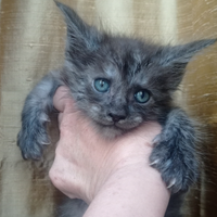 Maine Coon Cuccioli Pedigree vari colori