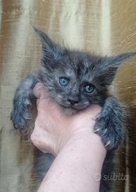 Maine Coon Cuccioli Pedigree vari colori