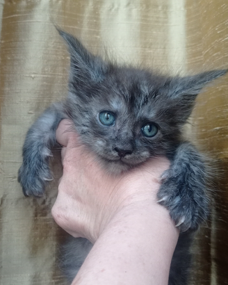 Maine Coon Cuccioli Pedigree vari colori