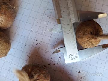 Bulbi di Zafferano - alta qualità 