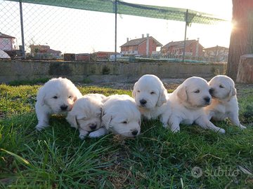 Golden retriver disponibili