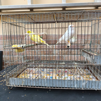 Coppia canarini anno 2024 Euro 25