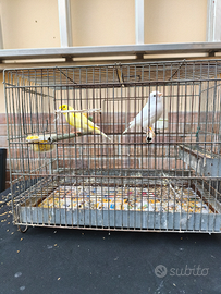 Coppia canarini anno 2024 Euro 25