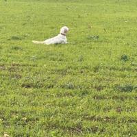 Setter femmina adulta