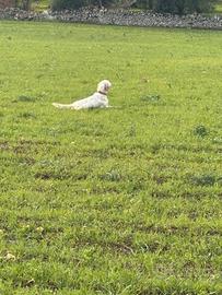 Setter femmina adulta