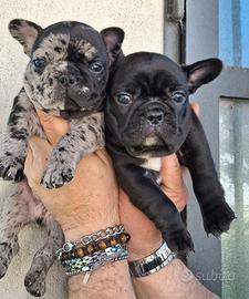 Bouledogue Bulldog Francese
