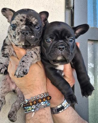 Bouledogue Bulldog Francese