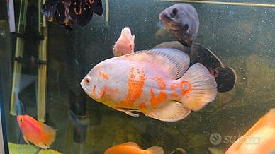 Pesci ciclidi Astronotus Oscar