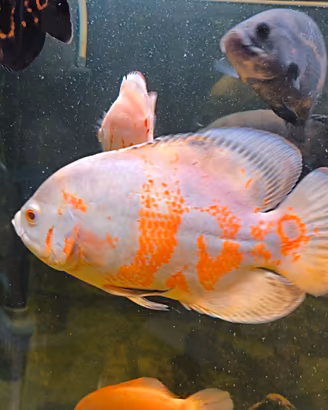 Pesci ciclidi Astronotus Oscar