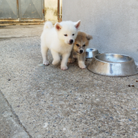 Cuccioli di Akita inu giapponese