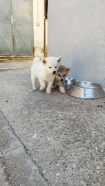 Cuccioli di Akita inu giapponese