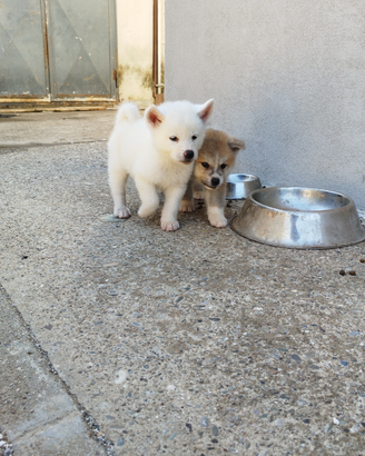 Cuccioli di Akita inu giapponese