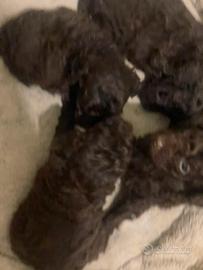 Cuccioli barboncino cioccolato