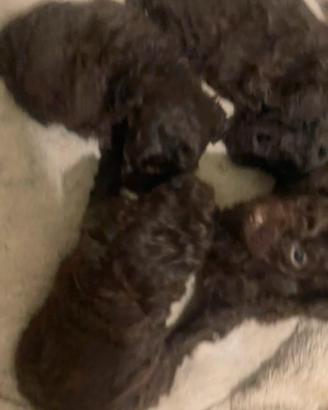 Cuccioli barboncino cioccolato