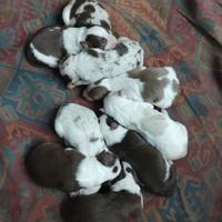 Cuccioli pastore Australiano e border collie