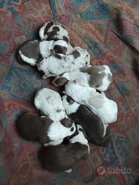 Cuccioli pastore Australiano e border collie