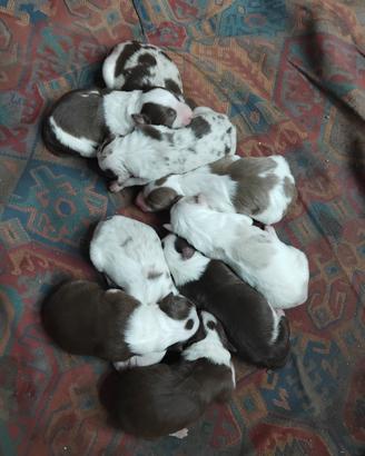 Cuccioli pastore Australiano e border collie