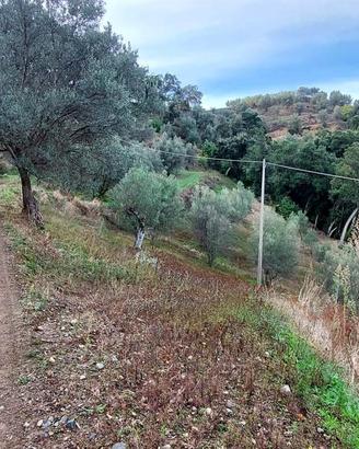 Rif.RI255- terreno agricolo catanzaro