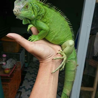 IGUANA (Femmina) 3/4 anni