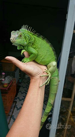 IGUANA (Femmina) 3/4 anni