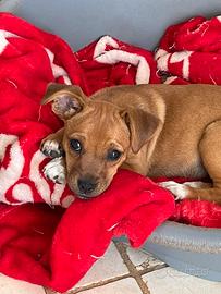 Jack Russell terrier