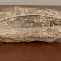 PESCE FOSSILE