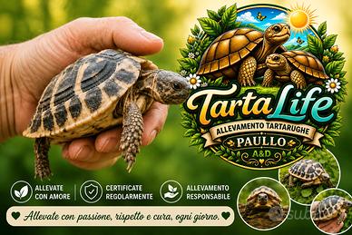 Testudo hermanni - nate 2025 ultime disponibilità