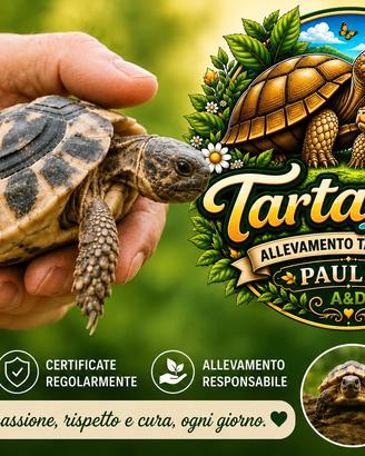 Testudo hermanni - nate 2025 ultime disponibilità