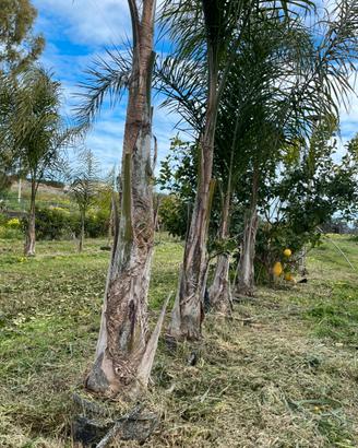 Piante di cocos