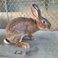 Coniglia gravida