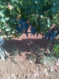 uva da vino