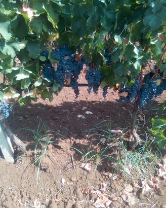 uva da vino