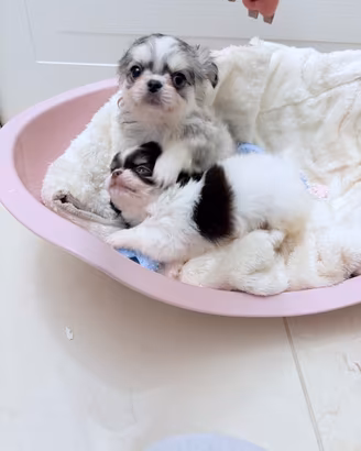 Chihuahua toy