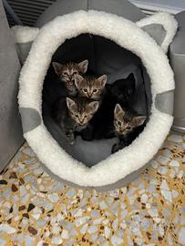 Gattini in adozione